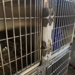 Pet Hospital Inpatient Cage, Stainless Steel Pet Cage, Constant Temperature Oxygen Storage Cage, Pet Cat Cage, Thickened Medium And Large Dog Cage - Image 3